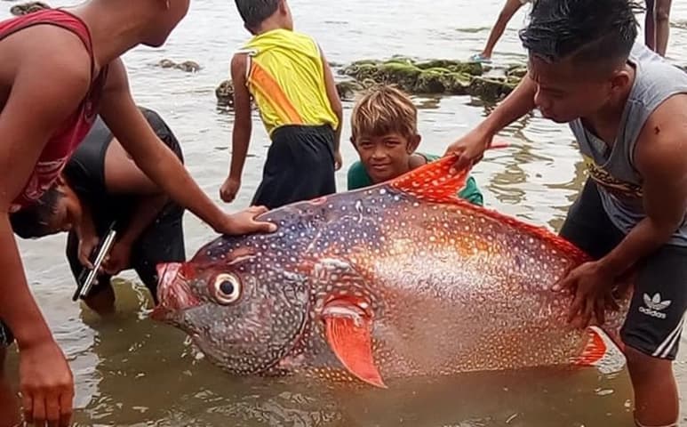 El hallazgo del ejemplar en Filipinas, fue asociado con el pez remo (CAPTURA)