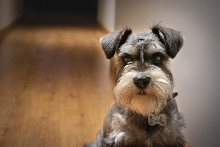 Para cualquier persona puede ser difícil plantearse la posibilidad de que su perro tenga algunos sentimientos negativos en algunas ocasiones, una de estas puede ser el rencor. (ESPECIAL)