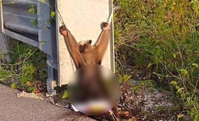 Activistas en pro por los derechos de los animales, buscan esclarecer el caso del oso hormiguero que se piensa fue utilizado en un 'ritual' (CAPTURA)