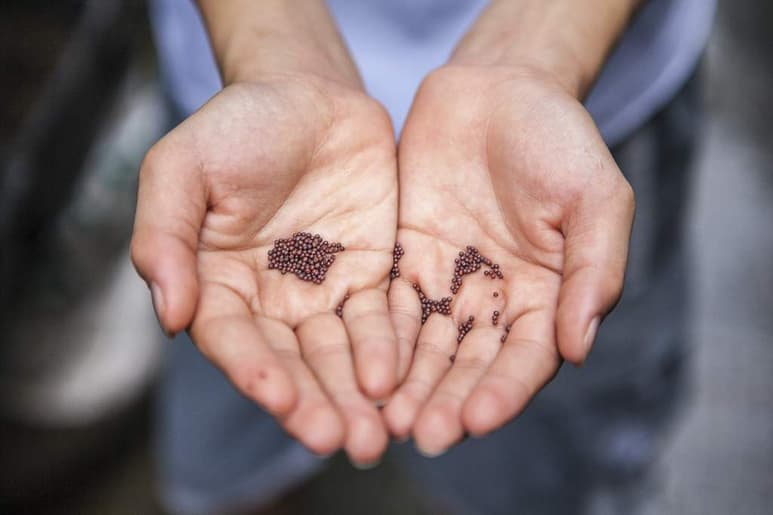 Las frutas y verduras suelen pelarse para comerse o agregarse en los platillos, con lo que desechamos las cáscaras e incluso semillas que no se consideran comestibles, aunque en realidad estamos eliminando parte de los nutrientes de estos alimentos. (ESPECIAL)