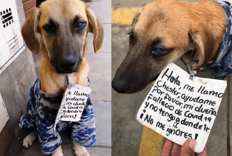 Tras la muerte de su dueña, el can deambulaba por el mercado de Santa Anita en Perú, solo y con un cartel que alguien colocó en su cuello (CAPTURA)