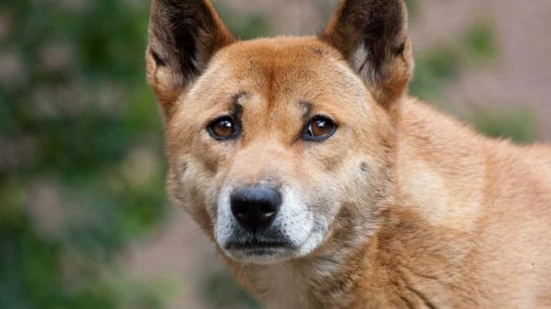 El perro cantor de Nueva Guinea, una especie que se creía desaparecida desde hace medio siglo, sigue vagando en estado salvaje por las tierras altas de la isla indonesia, un hallazgo que no solo ayudará a proteger a esta extraordinaria criatura sino que además servirá para estudiar los trastornos vocales humanos, su origen y posible tratamiento. (ESPECIAL)