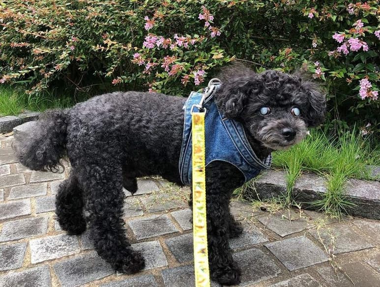 La ceguera en perros puede tener diversas causas, por lo que es necesario acudir a un veterinario para diagnosticar la razón y determinar el tipo de tratamiento que deberá llevar. (INSTAGRAM)