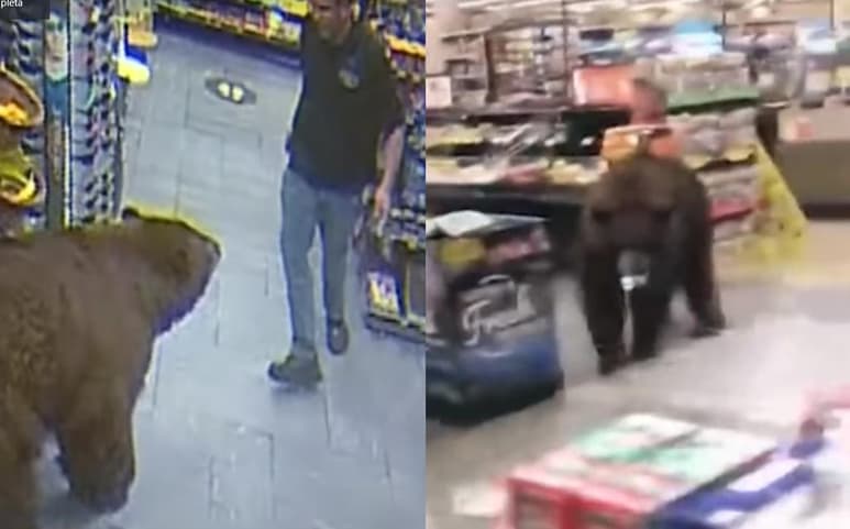 Los osos han sido captados en más de una ocasión ingresando a las tiendas mientras husmean los productos en búsqueda de alimento (CAPTURA)