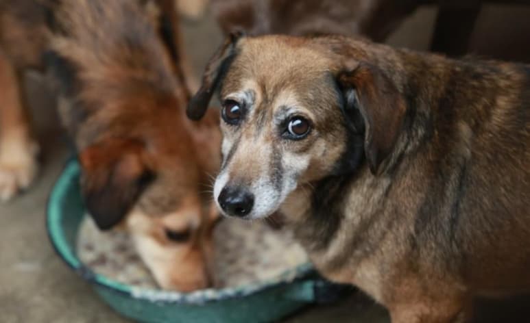 En un video registrado por la mujer, sus vecinos alegan que la practica de ésta que consiste en alimentar perros, 'genera ratos en sus casas' (CAPTURA)