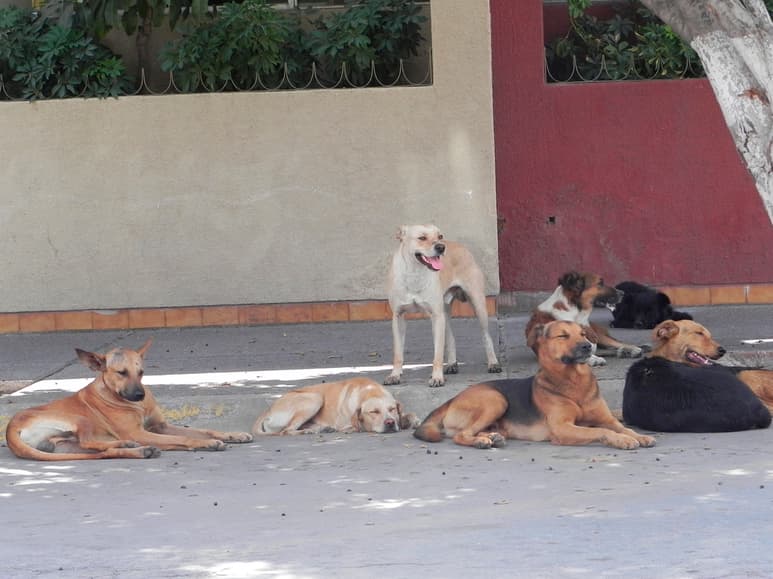 La postura de la asociación es la de impedir que se sacrifiquen a los perros de la calle y en su lugar sancionar a dueños irresponsables. (EL SIGLO DE TORREÓN)
