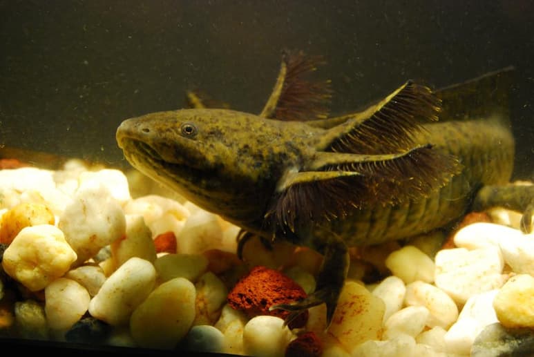 En la búsqueda de conservar al ajolote mexicano, especie en peligro de extinción y que permite estudiar la reprogramación de tejido, investigadores del Centro de Investigación y de Estudios Avanzados (Cinvestav) descubrieron que el ajolote del altiplano cuenta con características genéticas similares para la aplicación de estas investigaciones. (ARCHIVO)