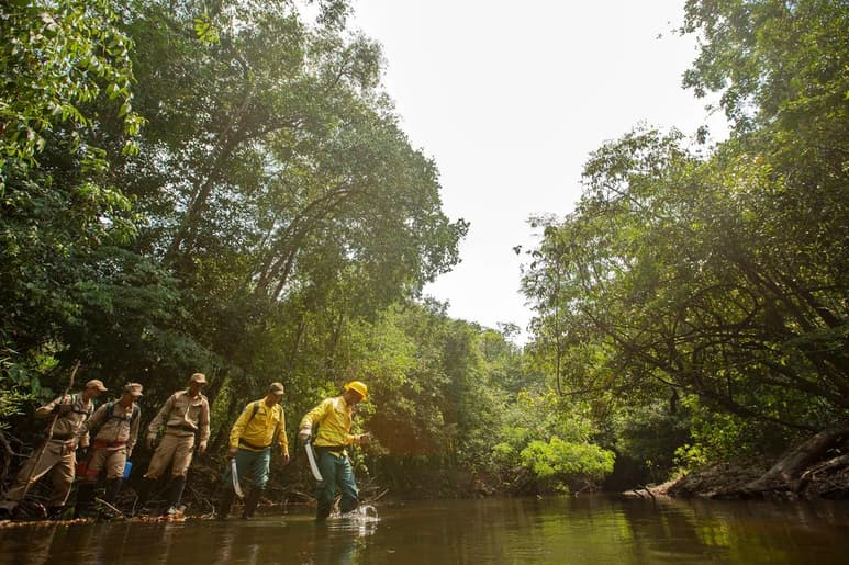 Latinoamérica presenta la mayor pérdida de mamíferos, aves, anfibios, reptiles y peces en casi cinco décadas a nivel global, advierte este jueves un informe publicado por el Fondo Mundial para la Naturaleza (WWF, por sus siglas en inglés). (ARCHIVO)