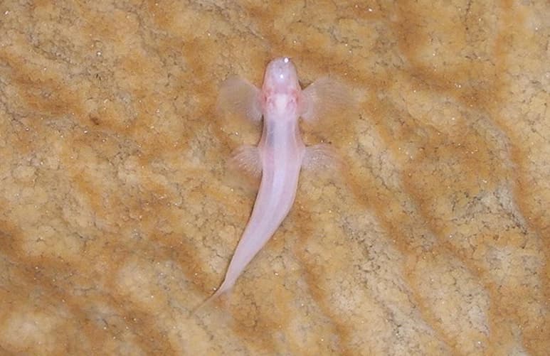 Un equipo internacional de científicos ha identificado al menos once especies de peces de la familia de los balotóridos con capacidad para caminar en tierra, señaló el Museo de Historia Natural de Florida, una de las instituciones implicadas en el estudio, todas de Estados Unidos, salvo una de Tailandia. (ESPECIAL)