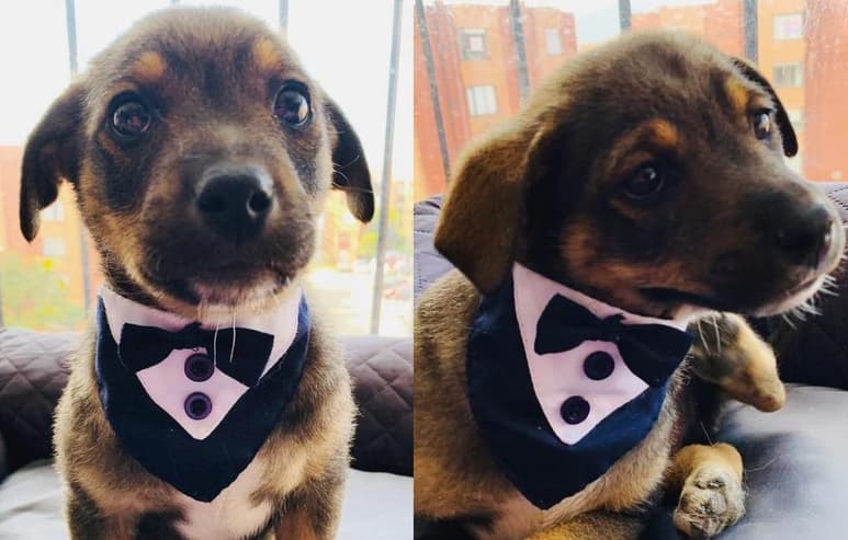 La historia de 'Vicente' se viralizó al poco tiempo de ser compartida por la fundación que promovió su adopción en Colombia (CAPTURA)