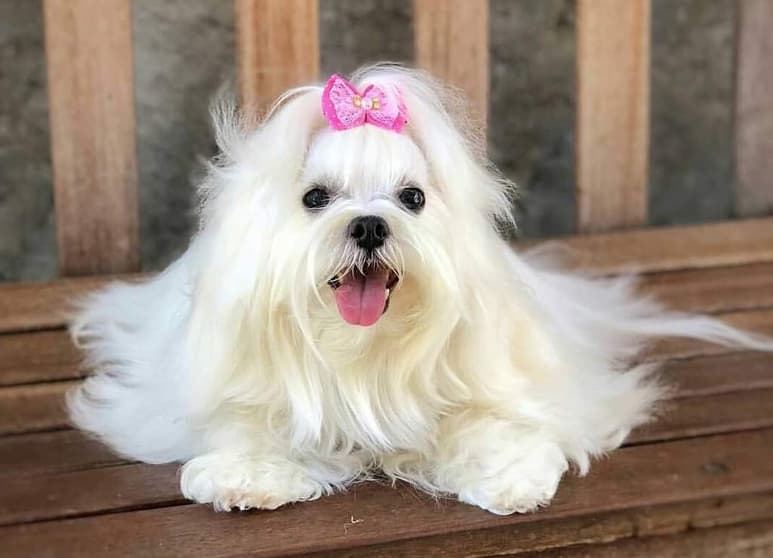 El perro bichón maltés es una raza surgida en el Mediterráneo, siendo Italia quien tomó el patrocinio de la raza. (ESPECIAL)