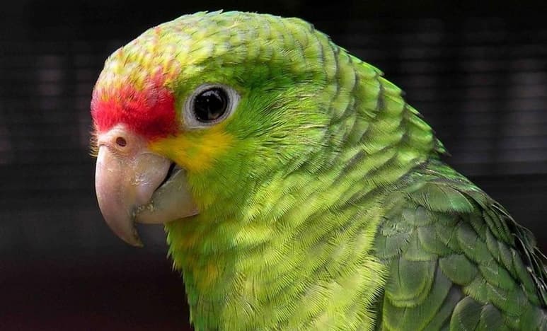 La imitación del loro ha encantado al público en redes sociales, debido a que ésta se 'coordina' con la canción original (ESPECIAL)