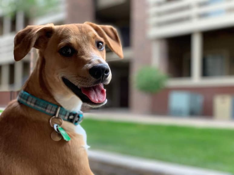Dejar a tu perro para irte unos días puede ser un martirio si no te sientes seguro o si sientes que algo más hizo falta. (ESPECIAL)