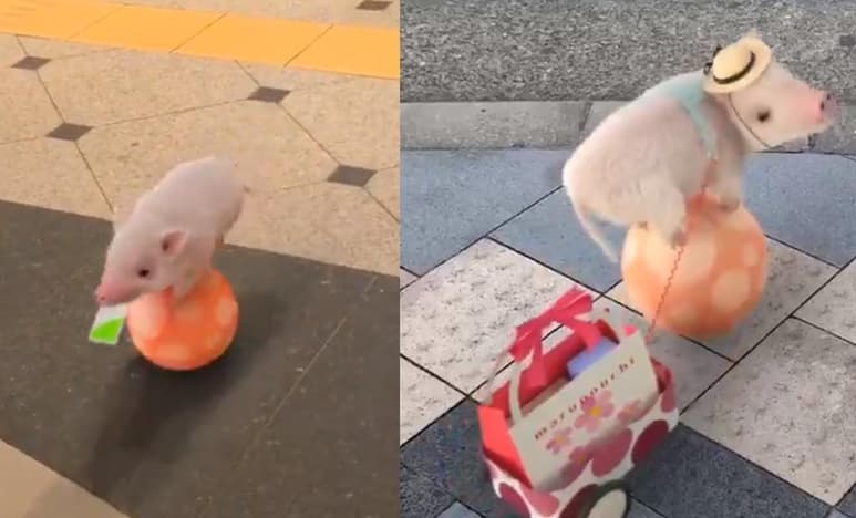 El cerdito se ha ganado a miles internautas gracias a sus habilidades (CAPTURA)
