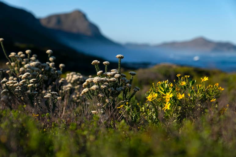 Los declives en la biodiversidad terrestre por la conversión del hábitat se podrían revertir combinando métodos audaces de conservación e incrementos de sistemas alimentarios sostenibles. (ARCHIVO)