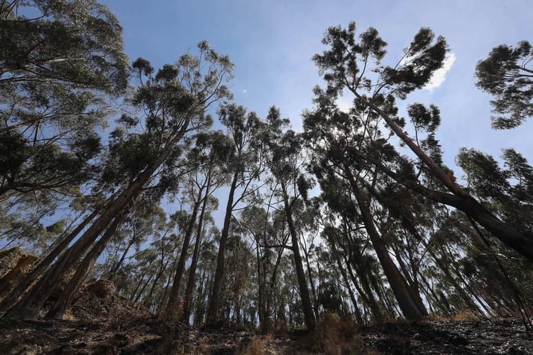 Los árboles que crecen rápido tienen una vida útil más corta, lo que puede alterar la población de los bosques y por tanto el almacenamiento de carbono, crucial para frenar la emergencia climática. (ARCHIVO)