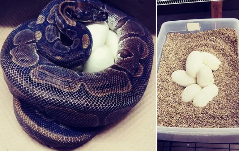 La serpiente además tiene 62 años. (INTERNET)