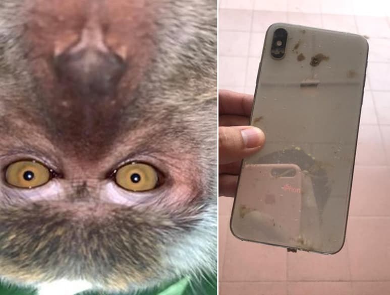 El mono también ‘tomó’ algunas fotografías del ‘paisaje’. (INTERNET)