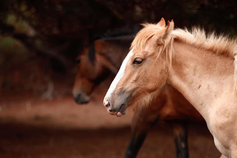 Los caballos domésticos no se habrían originado en Anatolia, como hasta ahora se ha considerado, sino que su origen más probable estaría en las regiones cercanas del Mar Negro. (ARCHIVO)