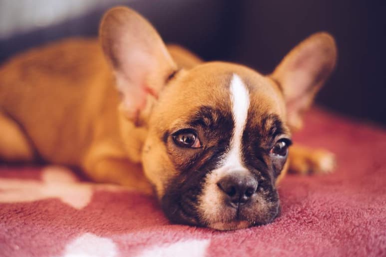 Los perros al igual que las personas, pueden sufrir dolores de garganta y tos. (ARCHIVO)