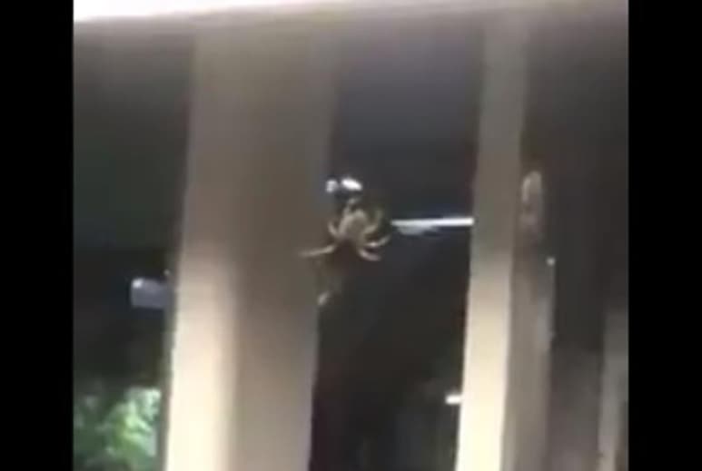 El Sistema indicó que se inspeccionó el lugar de forma meticulosa y exhaustiva 'sin que llegara a encontrarse el insecto'. (Twitter)