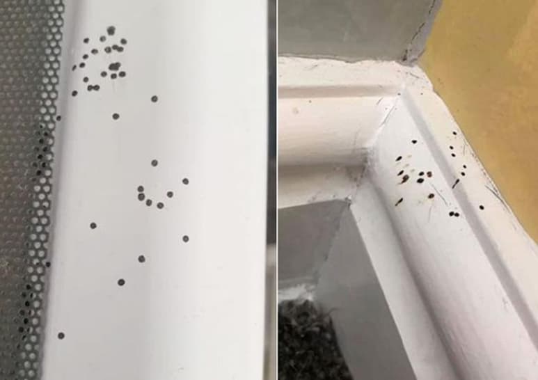 Es excremento de araña, explicaron los internautas. (INTERNET)