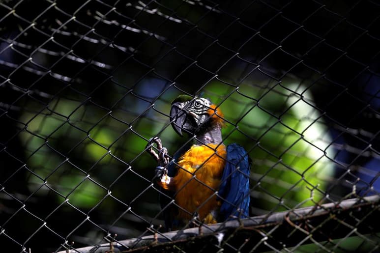 Vigilar, agazaparse o huir son las estrategias más utilizadas por los animales salvajes para protegerse de sus depredadores pero estos comportamientos se pierden rápidamente después de entrar en contacto con los humanos, ya sea por cautiverio, domesticación o urbanización, advierte un estudio publicado en la revista científica Plos Biology. (ARCHIVO)