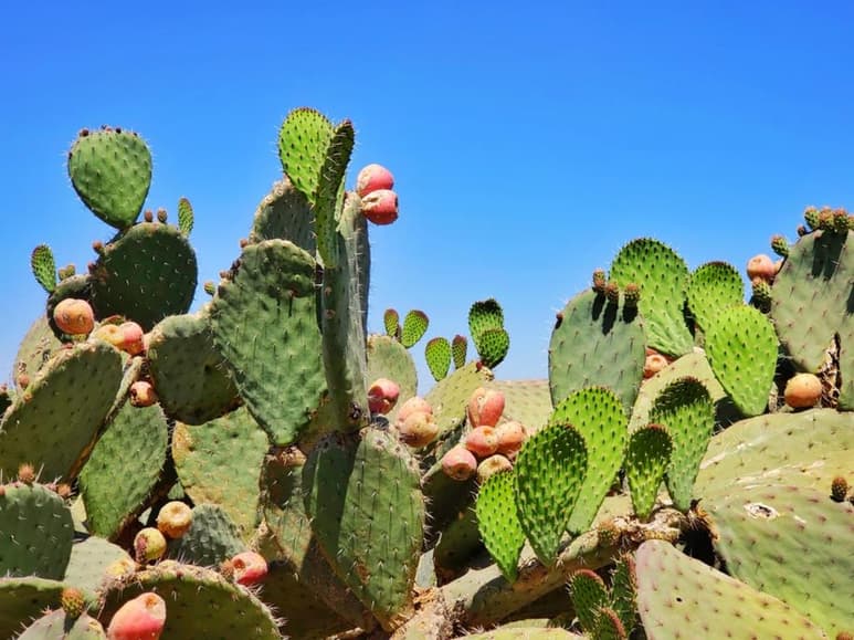 La raíz del xoconostle sirve también para controlar y perder peso, así como para mantener a raya los niveles de azúcar del organismo, justo por eso es auxiliar para el tratamiento de la Diabetes, según información de la página de 'Cura y bienestar'. (Especial)