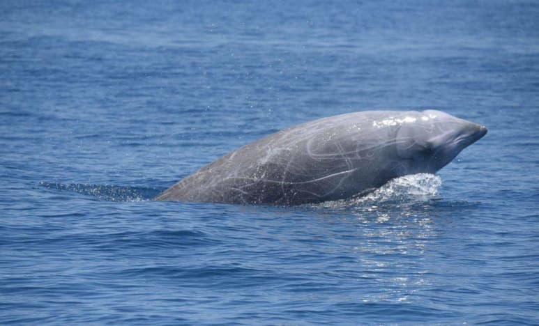La zifio de Cuvier es una ballena de pequeño tamaño que, según los cálculos de expertos, no podría estar sumergida más de media hora, sin embargo, un estudio con participación de la Fundación Oceanogràfic de Valencia, documentó un inmersión de 3 horas y 42 minutos. (ESPECIAL)