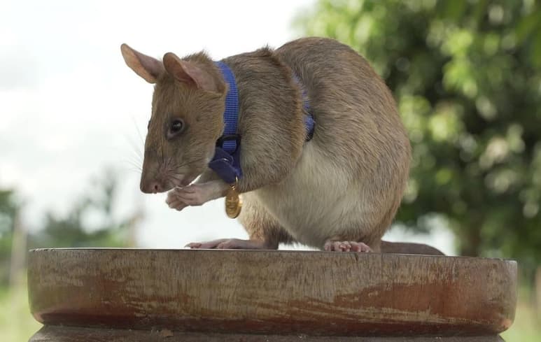 Desde que nació, 'Magawa' fue entrenada por la ONG APOPO (Anti-Personnel Landmines Removal Product Development) en Tanzania, para la detección de minas antipersonas (ESPECIAL)
