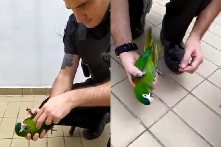 Gracias a sus conocimientos de primeros auxilios, el guardia de la estación de metro brasileña, consiguió reanimar al ave (CAPTURA)