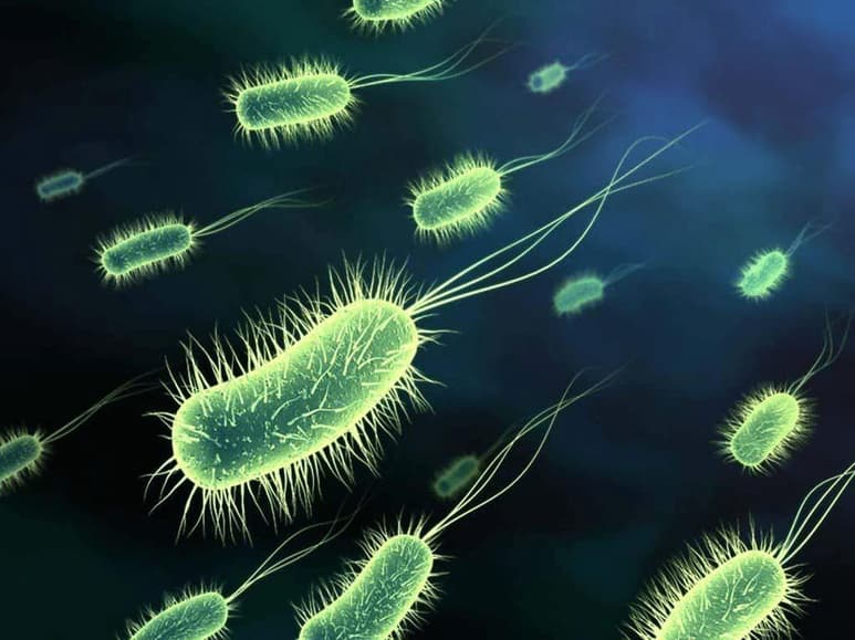Biólogos del Instituto español de Ciencias Marinas de Barcelona (ICM-CSIC) y del Laboratorio Bigelow de Ciencias Oceánicas de Maine (EUA) han descubierto que dos grupos de protistas marinos ingieren virus de forma rutinaria. (ESPECIAL)