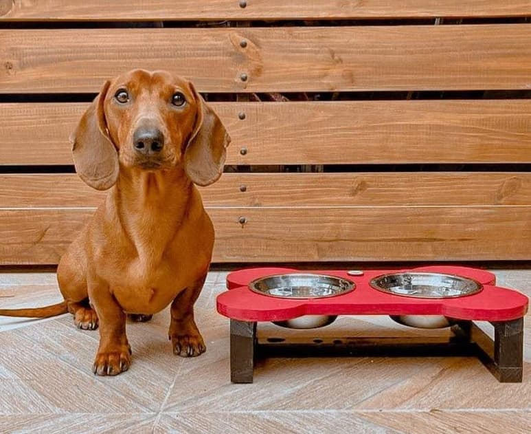 Los comederos elevados son una de las mejores opciones para alimentar a tu perro. (ESPECIAL)