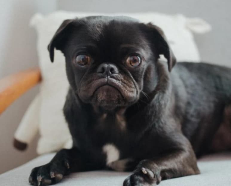 Por supuesto, cada perro es diferente, pero la mayoría coinciden en que estas son algunas de las cosas que más odian de sus humanos. (Especial)