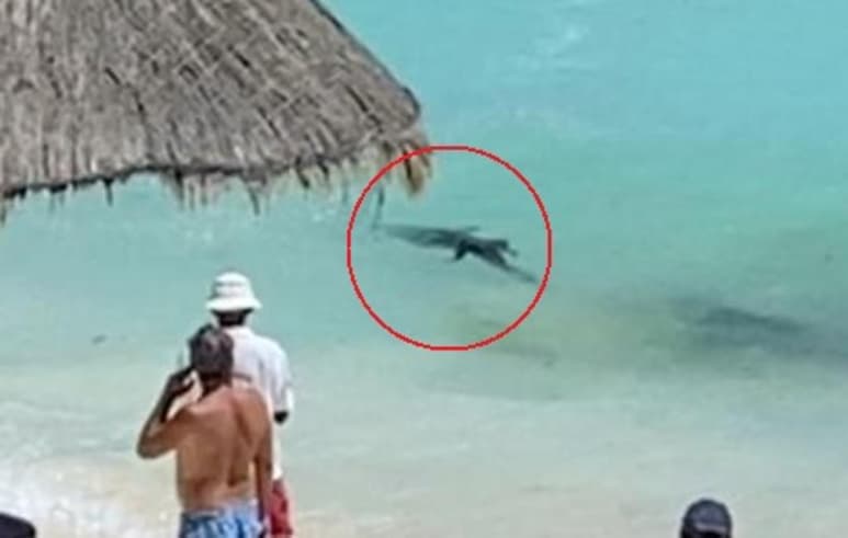 El metraje captado desde un hotel de la zona, muestra al pequeño cocodrilo entre el agua bastante cerca de la playa (CAPTURA)  