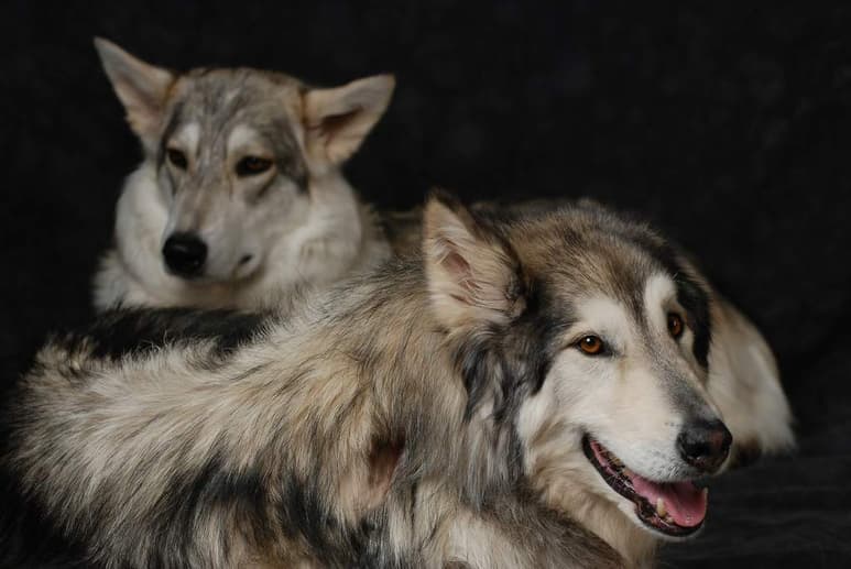 Los huskies han destacado en el cine en películas que los llevaron a la fama, e incluso incrementaron la adopción de estos cachorros. (ESPECIAL)