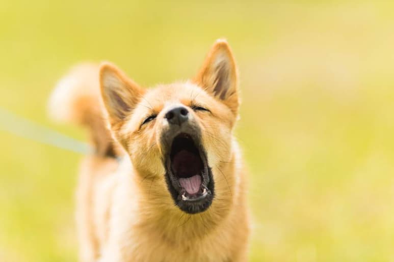 Sin lugar a dudas, una de las características que más sobresalen de los perros son sus ladridos, tanto que no suelen llamar particularmente la atención, a manos que se traten de ladridos excesivos.
(ESPECIAL)