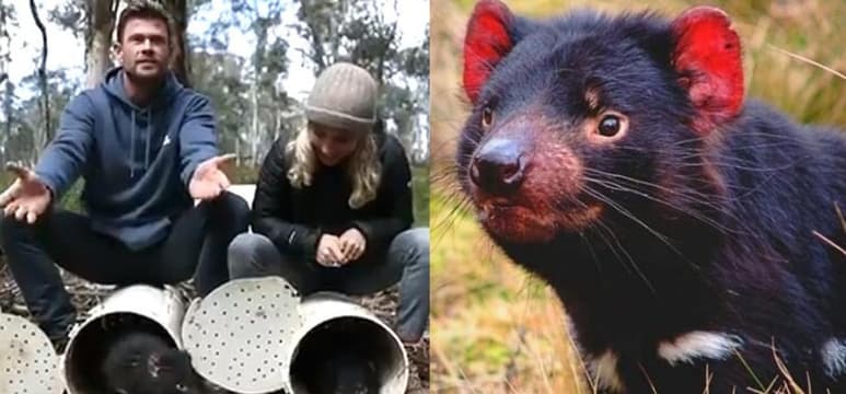 Científicos especulan que desde hace 3 mil años la especie estaba ausente en Australia continental (CAPTURA)