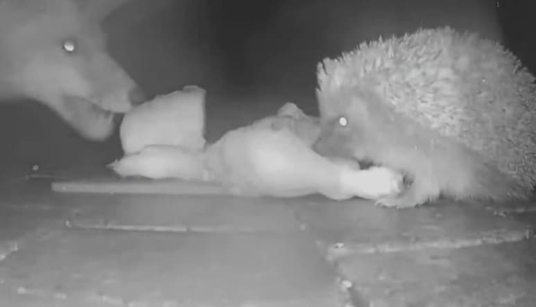 El momento protagonizado por los animales se ha viralizado en redes sociales (CAPTURA)