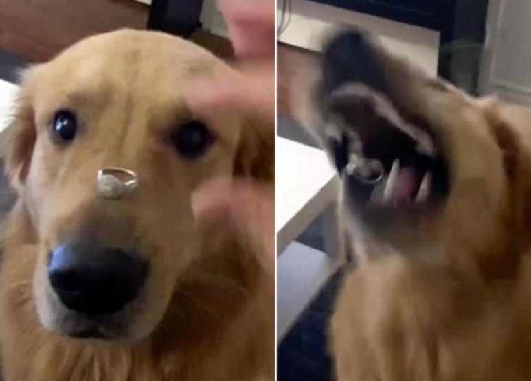 El clip se hace viral y divierte a internautas. (INTERNET)