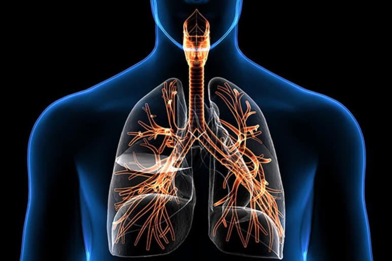 El primer paso para fortalecer y cuidar tu sistema respiratorio es elegir los alimentos adecuados, basándonos en sus beneficios nutricionales, es por ello que armamos una lista con los productos que no pueden faltar en casa y que te ayudarán a proteger los pulmones. (Especial) 