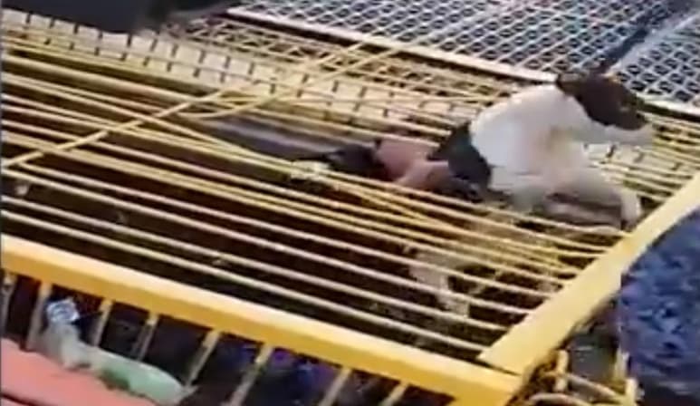 Personal de rescate acudió al rescate de la perra, al ser alertados por habitantes de la zona (CAPTURA) 