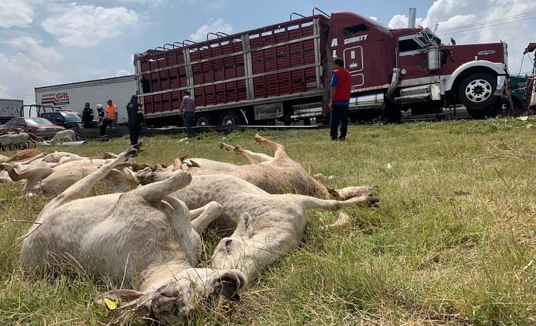 Cerca de un centenar de borregos fueron robados luego de la volcadura de un camión que los transportaba sobre el Circuito Exterior Mexiquense, con rumbo al estado de Querétaro. (ESPECIAL)