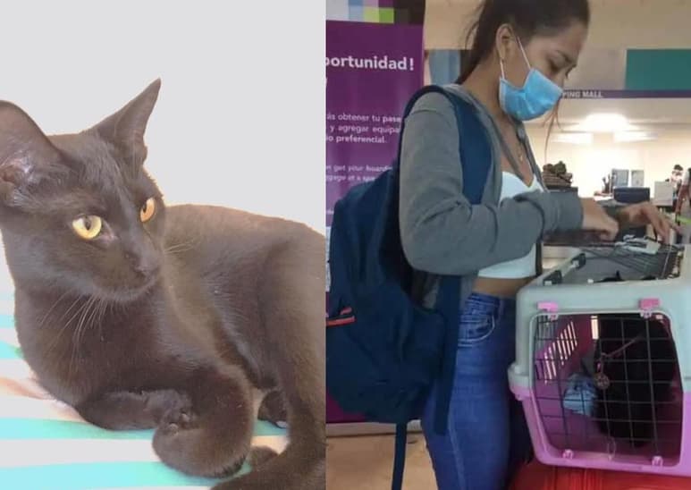 La gatita viajaba en su caja transportadora en el área de equipaje (CAPTURA)