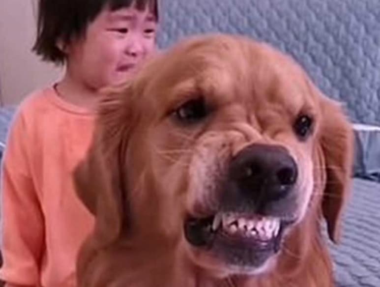 A través de redes sociales se hizo viral el adorable video de un Golden Retriever defendiendo a una pequeña de los regaños de su mamá. (Especial)