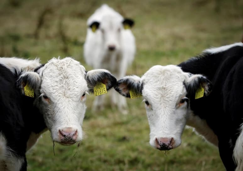 Las vacas están más relajadas cuando un humano les habla directamente que cuando escuchan la grabación de la voz humana, según un estudio de la Universidad de Medicina Veterinaria de Viena (Austria), que publica Frontiers in Psychology. (ARCHIVO)