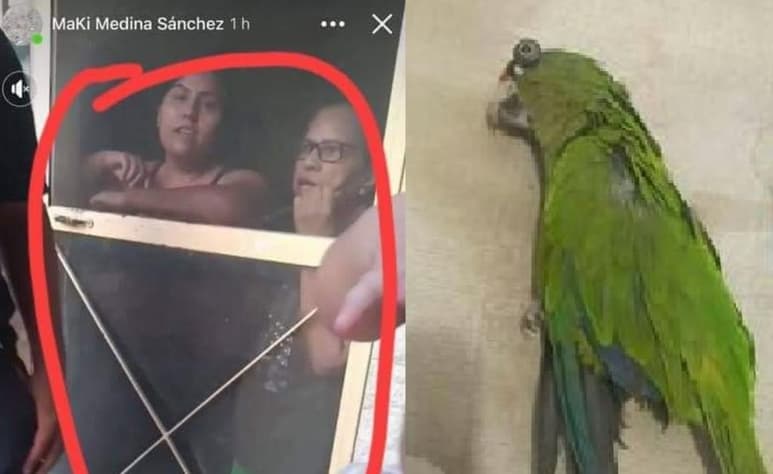 El hecho fue denunciado en redes sociales, donde exigen justicia por la muerte del perico (CAPTURA)