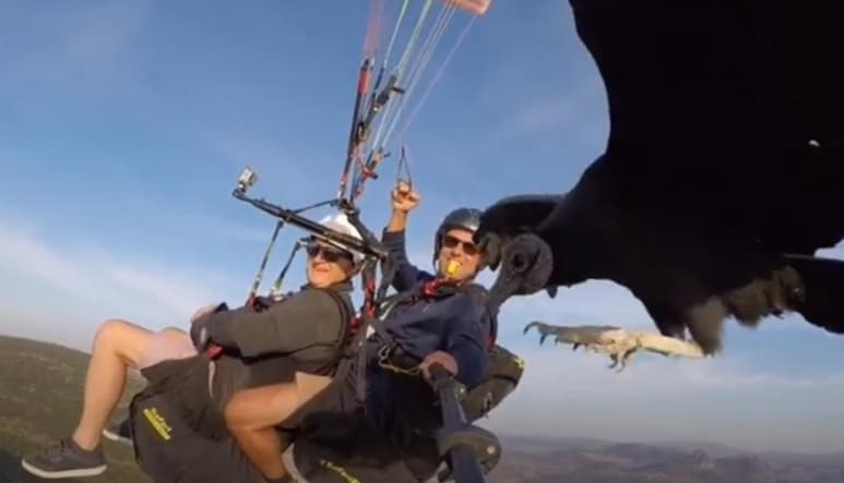 El buitre ha sido entrenado por el parapentista (CAPTURA)