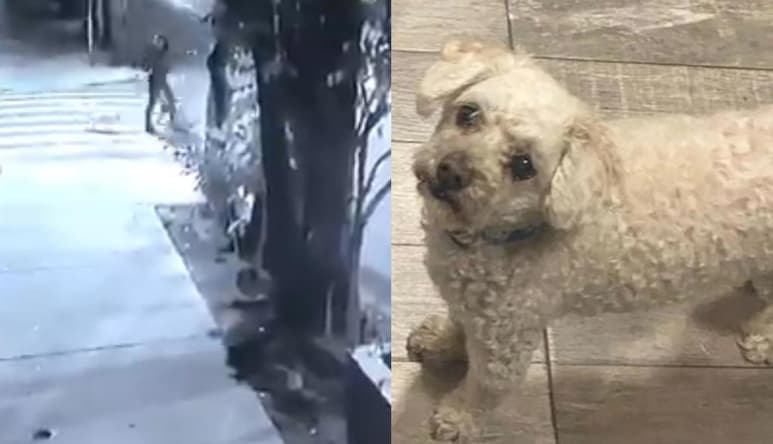 'Ramoncito' murió casi al instante tras ser atacado por los perros de raza pitbull y rottweiler (CAPTURA)
