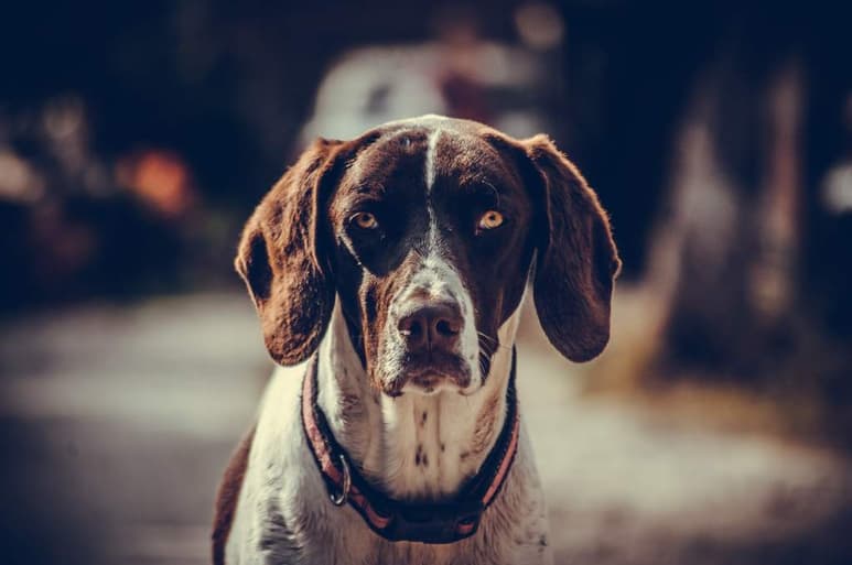 El alzheimer es una enfermedad que afecta a uno de cada dos perros de 15 años o más.
(ESPECIAL)